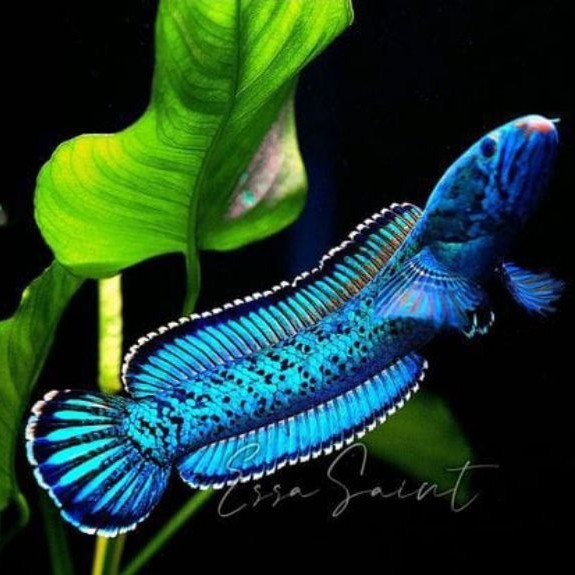 CHANNA BLUE PULCHRA BONUS PELET
