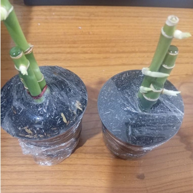 Bambu Hoki + Vas Mini Hitam/Tanaman Hias Bambu /Tanaman Bambu