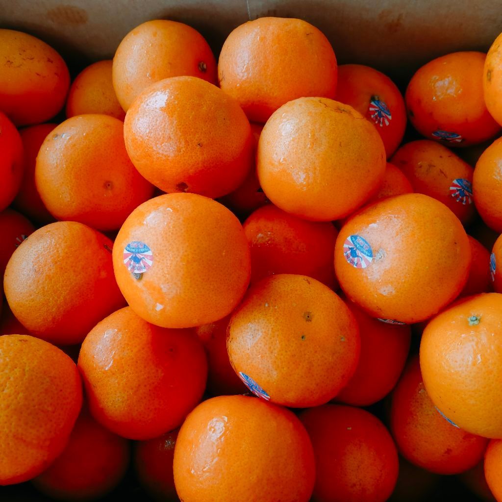 JERUK CITRUS MANDARIN TANPA BIJI