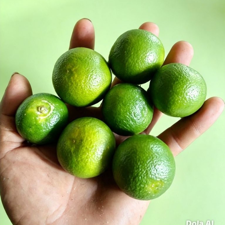 1kg JERUK SONKIT