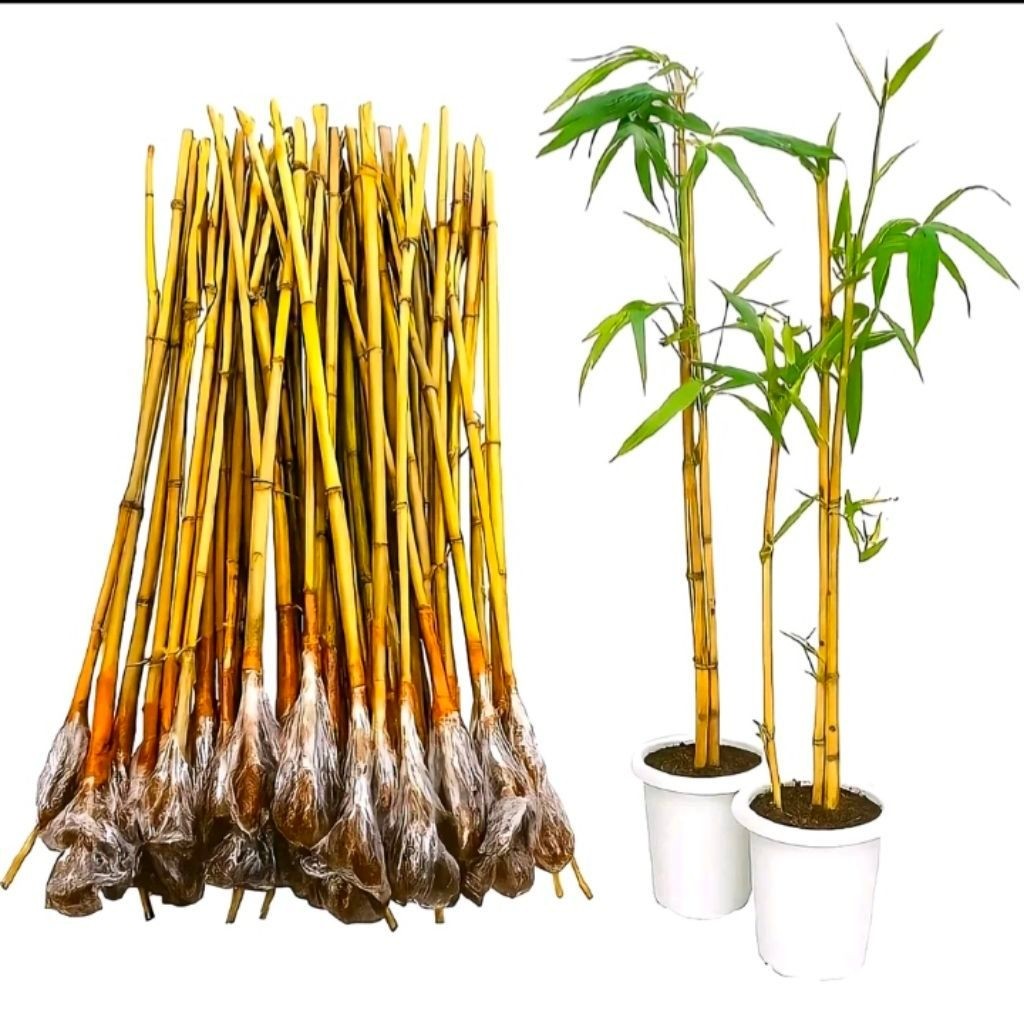 Bibit Bambu Kuning Mini Asli Berkualitas Subur Siap Tanam