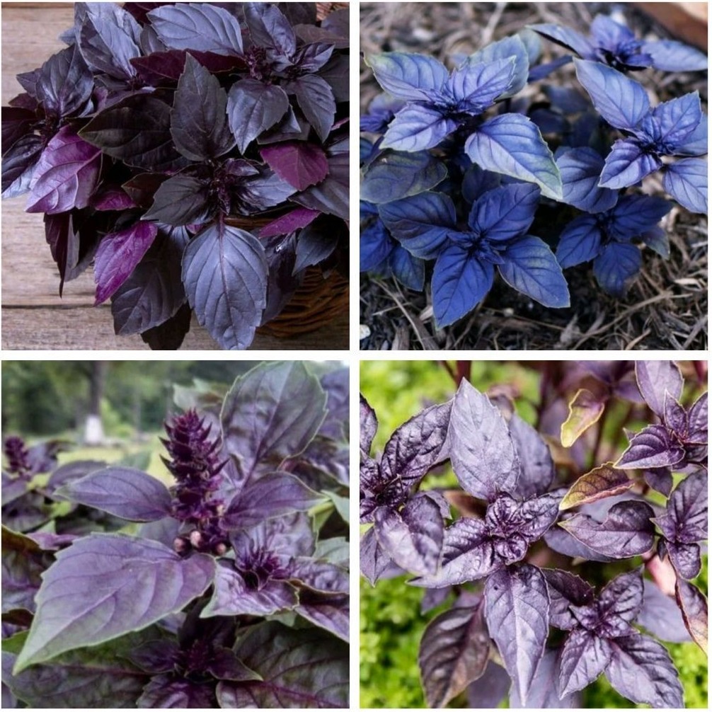 Biji benih tanaman herba Basil ungu