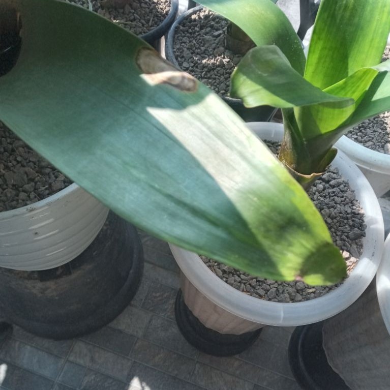 Bromelia Giant Imperial SENKU