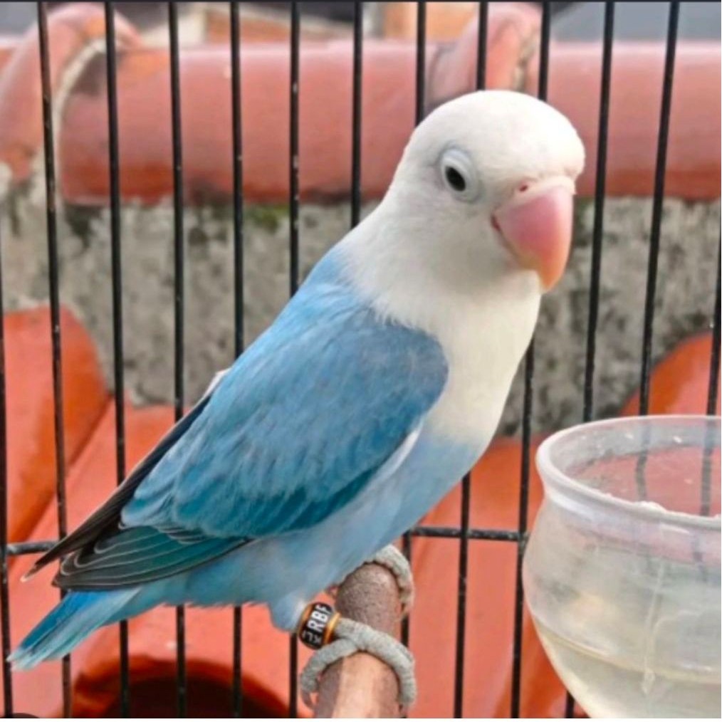 LOVEBIRD BIOLA BLUE