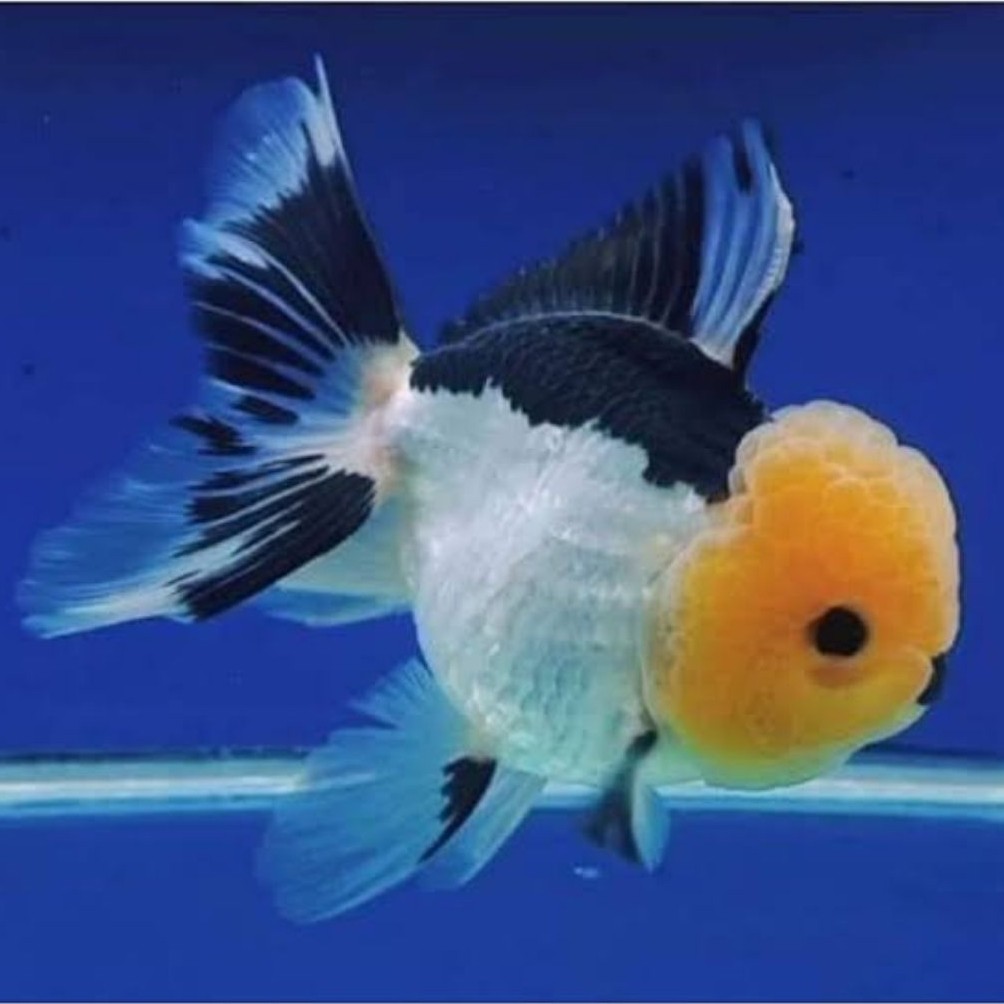 IKAN HIAS KOKI GOLDFISH ORANDA PANDA HITAM PUTIH SIZE M PER EKOR