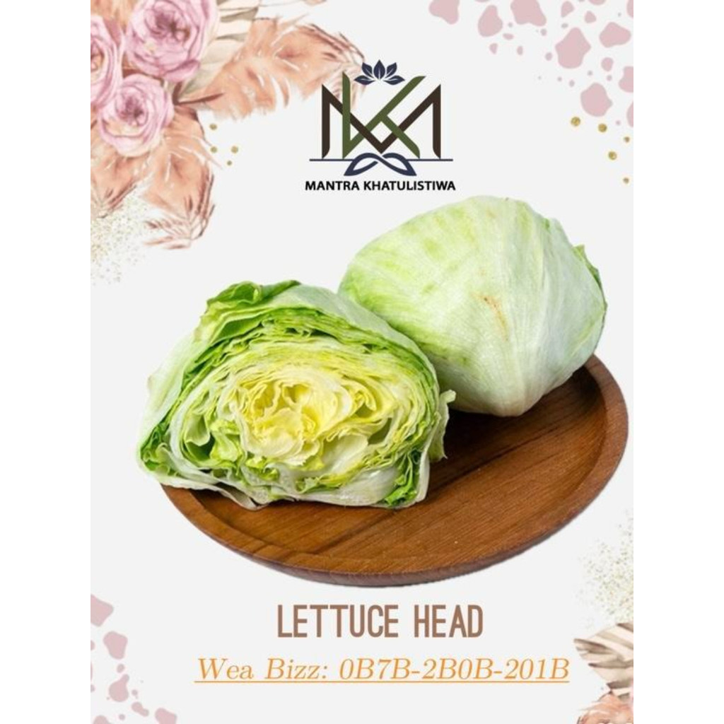 LETTUCE HEAD FRESH LETTUCE ICE BERG SELADA BOKOR Sayur