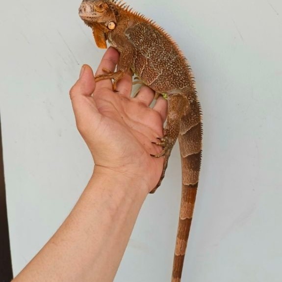 PELET IGUANA SUPER RED / SUPER RED JANTAN / SUPER RED 80 CM