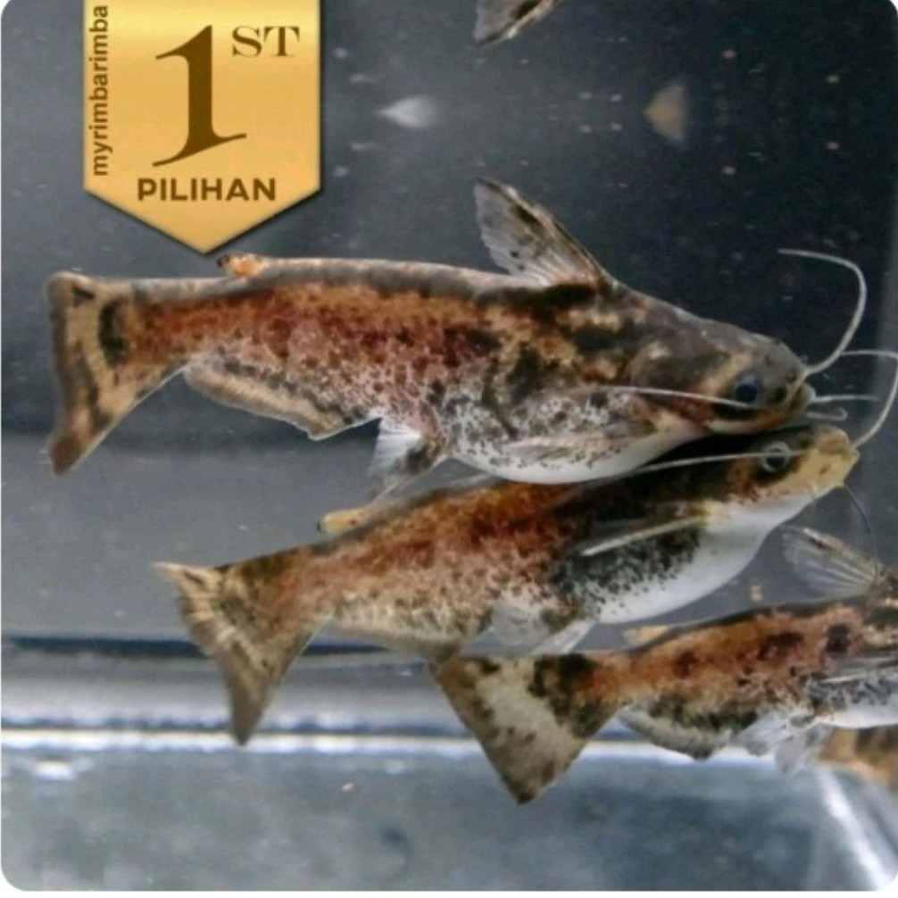 Paket Koloni (Isi10)Colombian Catfish / Driftwood Catfish Ikan Hias Hiasan Aquarium Aquascape Tanama