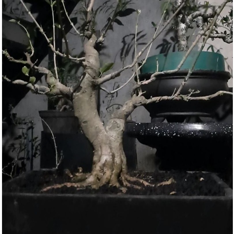 bahan bonsai sianci manis