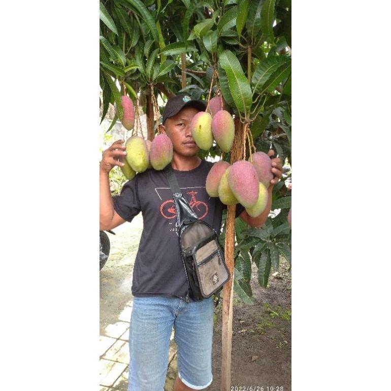 Bibit Mangga Yuwen 6