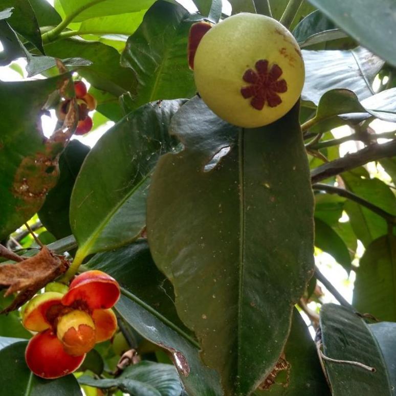 Bibit Pohon Manggis Super Manis Tinggi 50-100 Cm