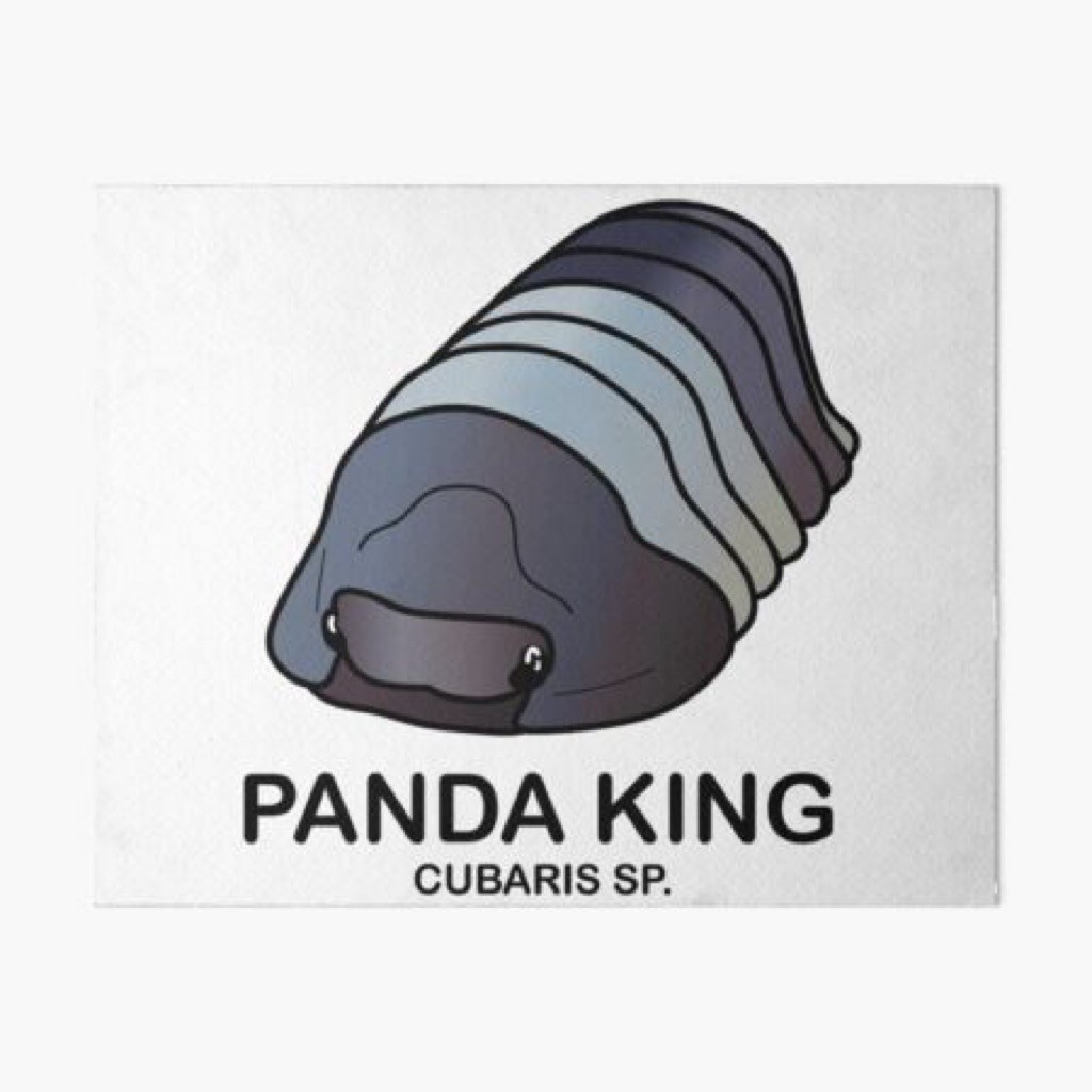promo Isopod Cubaris sp Panda king (10 ekor)