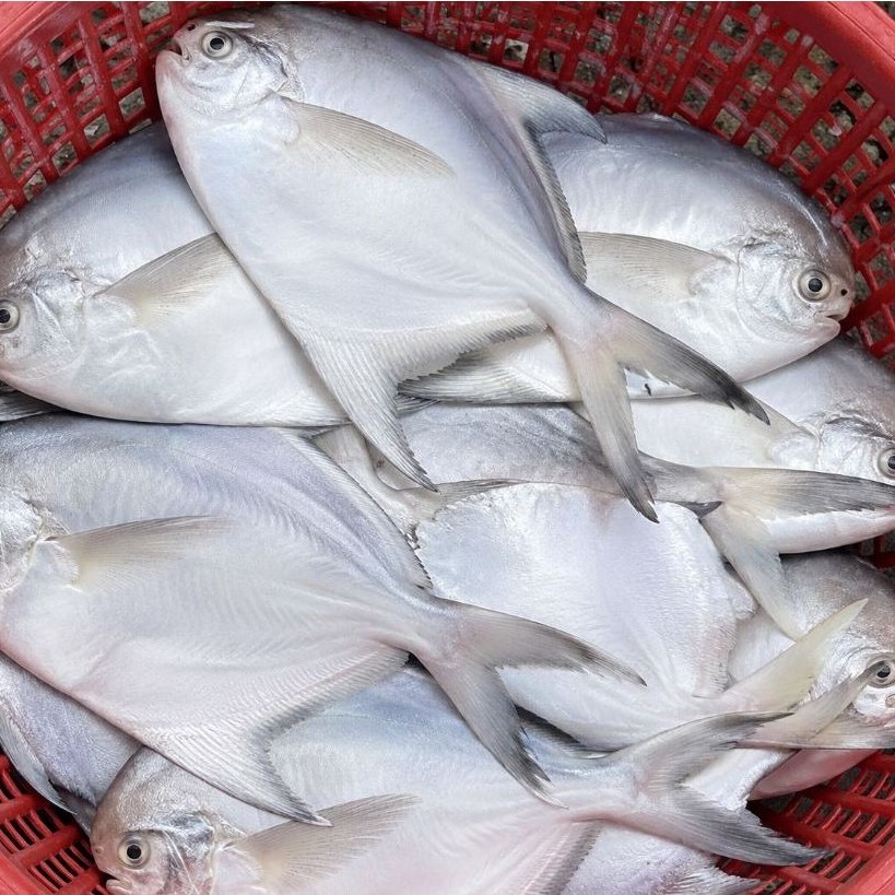 Ikan Bawal Putih Laut Segar 1kg | Bawal Putih Fresh Premium