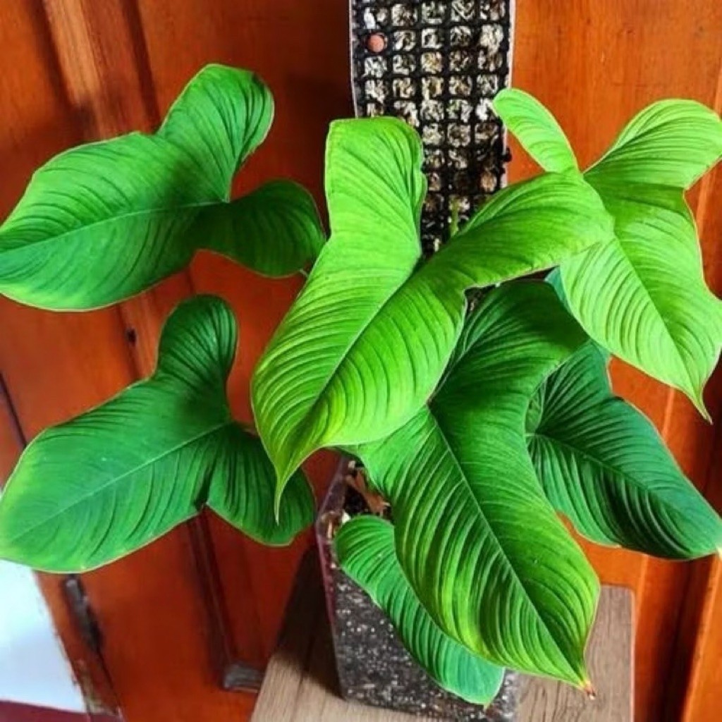 Philodendron Fibraecataphyllum / Philodendron Fibrae