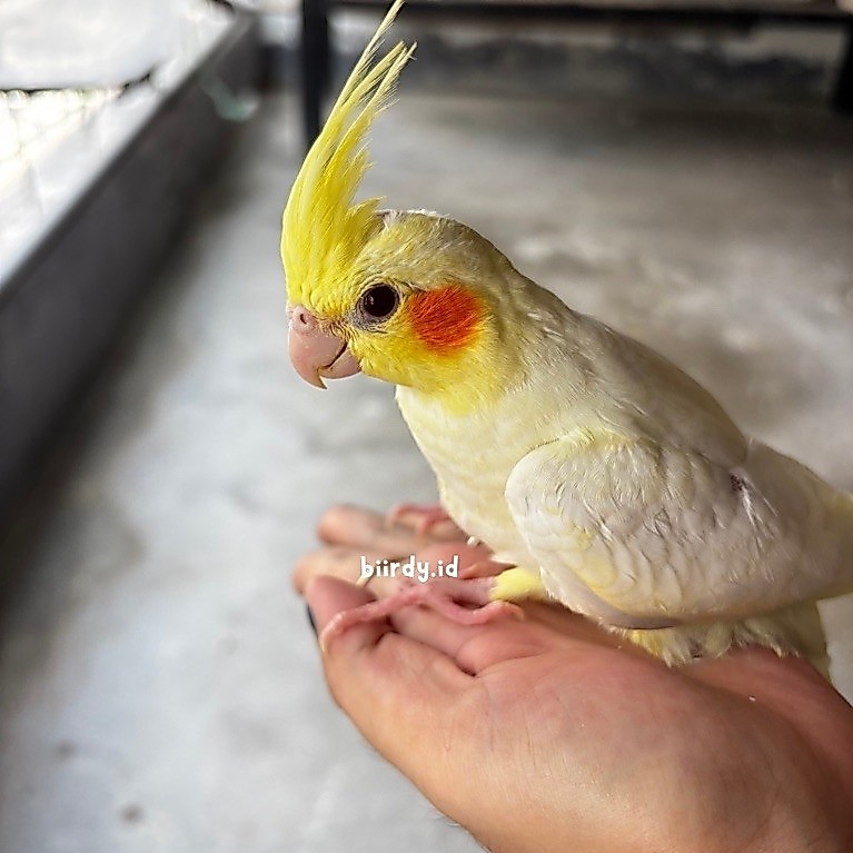 Falk | Parkit Australia | Cockatail Lutino MM khusus instan