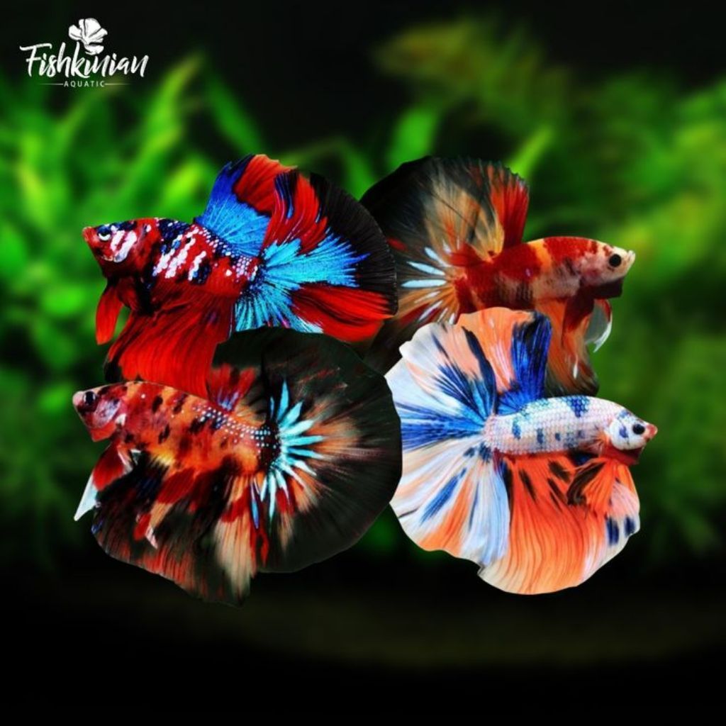 Ikan Cupang Halfmoon Multicolor Berkualitas