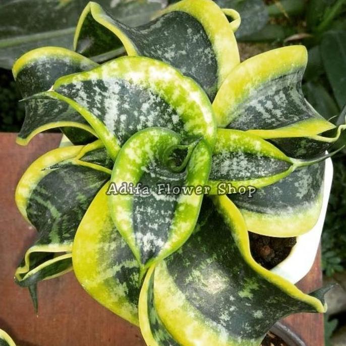 TANAMAN SANSIVERA TWISTER/LIDAH MERTUA TWISTER INC POT PUTIH