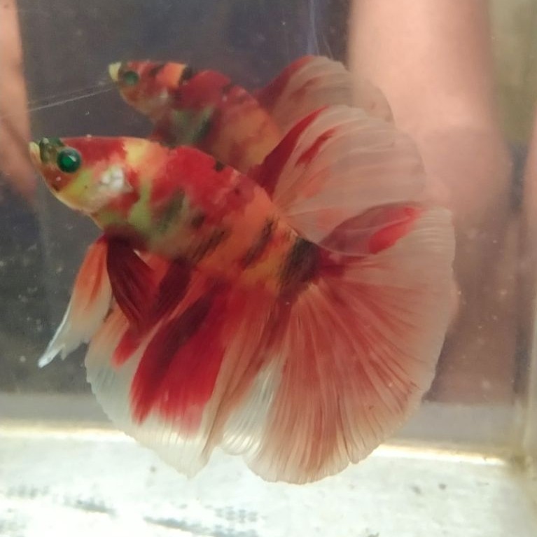 ikan cupang hias aquarium HM NEON MULTI Size M