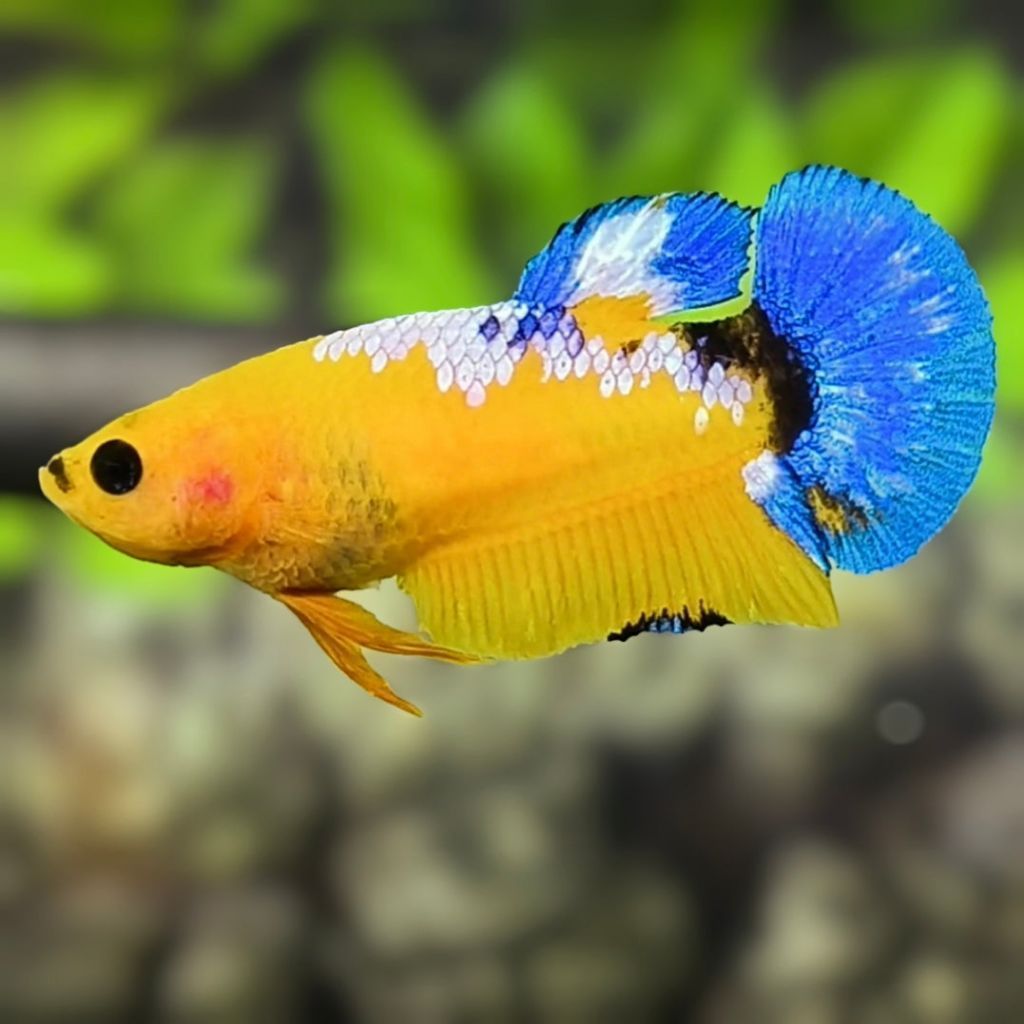 Plakat Hellboy Yellow Betina Asesoris Hiasan Aquarium