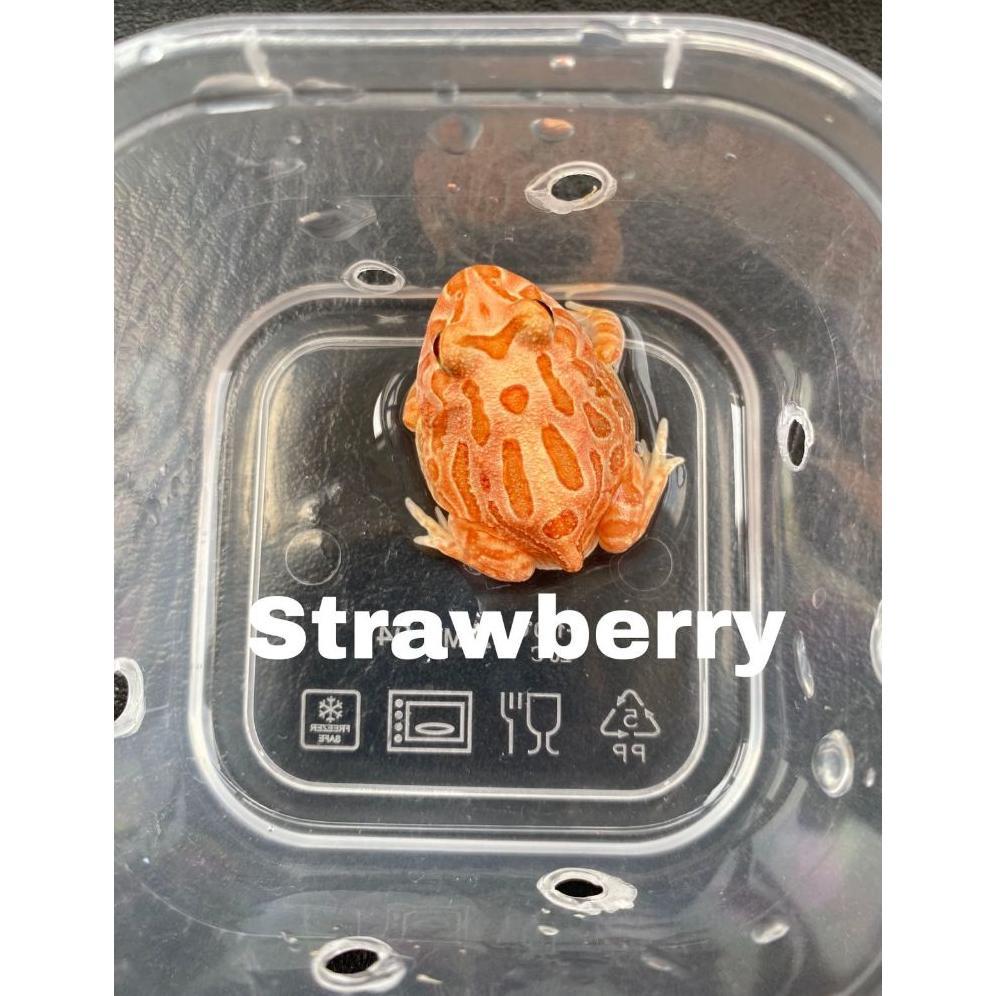 Kodok Pacman Stroberi Strawberry Baby Pacman Frog Pacman Murah Strobery
