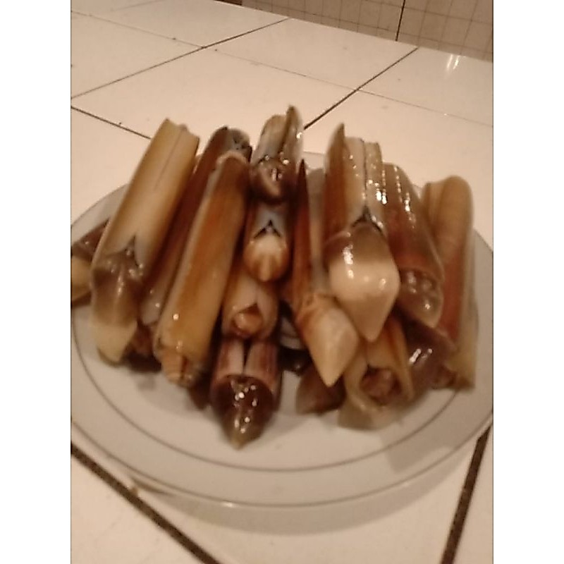 kerang bambu segar