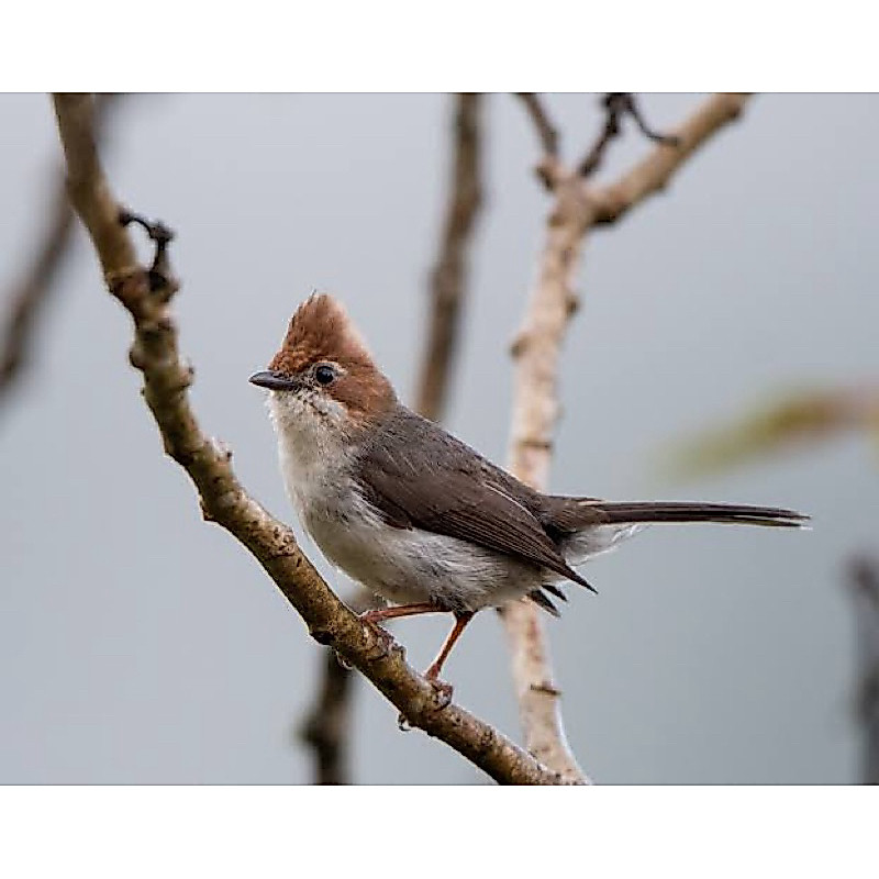 Burung YUHINA KALIMANTAN Bahan rawatan terpantau rajin bunyi