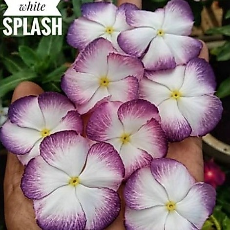 vinca Ningrum Whites Splash benih