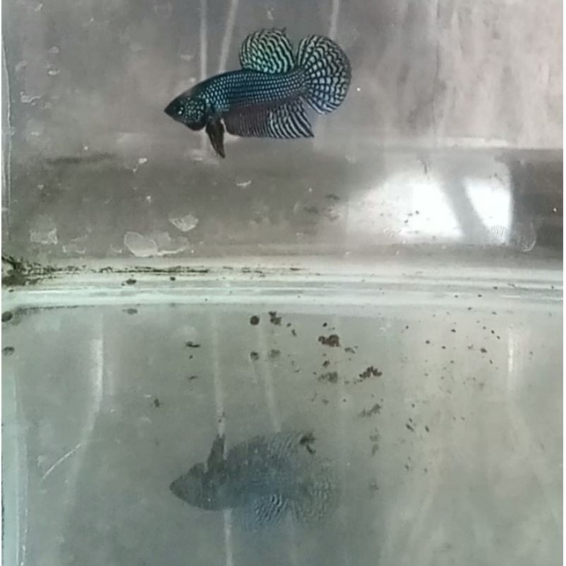 WildBetta Smaragdina Carbon Junior Size