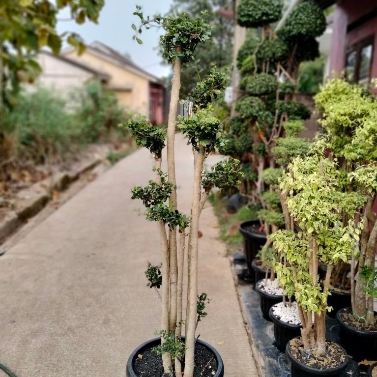 Bonsai serut hijau bonsai serut cantik bonsai taman serut tinggi 170cm