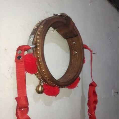 Kalung Domba adu fullkulit asli (Gongseng)