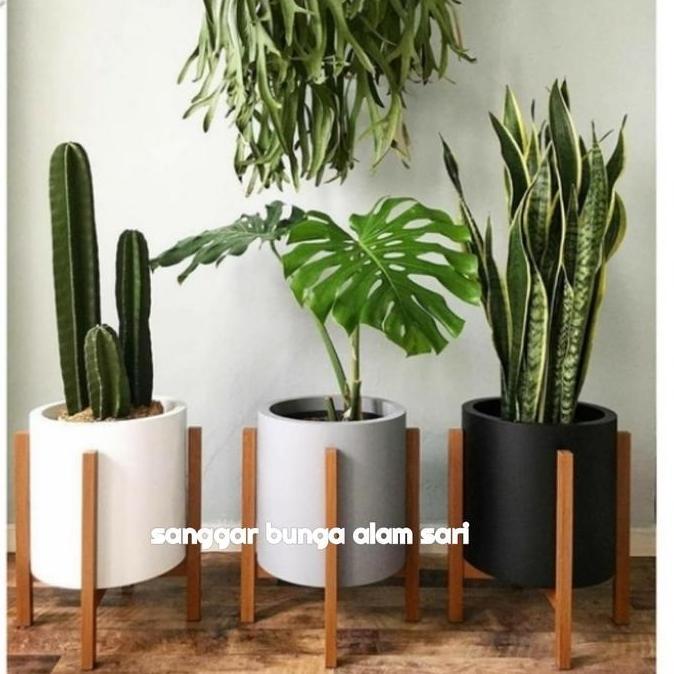 BEBAS ONGKIR - PAKET TANAMAN HIAS INDOOR OUTDOOR 3 PCS + POT PUTIH TERACOTA/TERASO SEMEN AWET