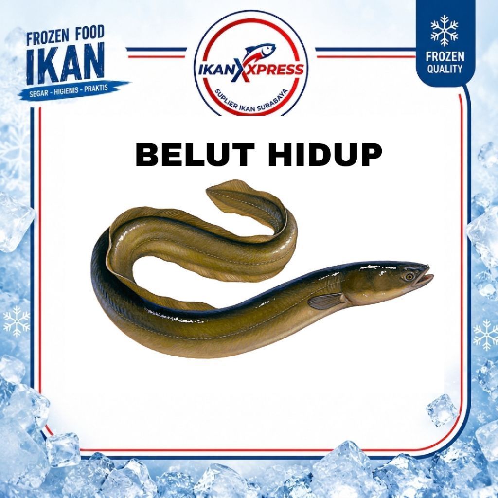 Belut Hidup Segar | Belut Sawah | Belut Konsumsi | Belut Segar