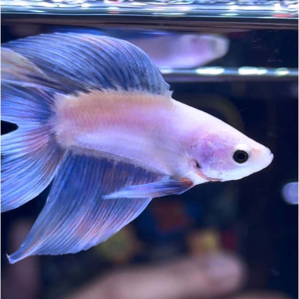 cupang veiltail double tail pink grizzle grade A++ vtdt