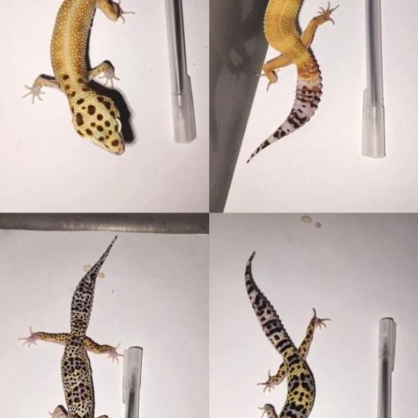 MAINAN GECKO usia DEWASA