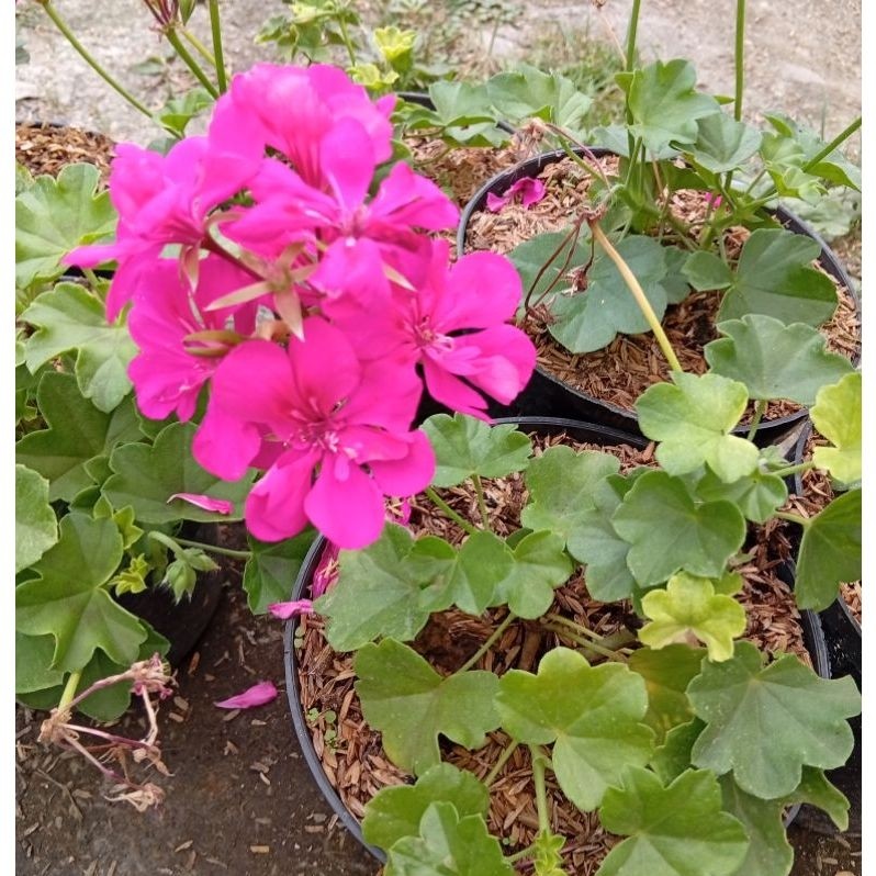tanaman hias geranium