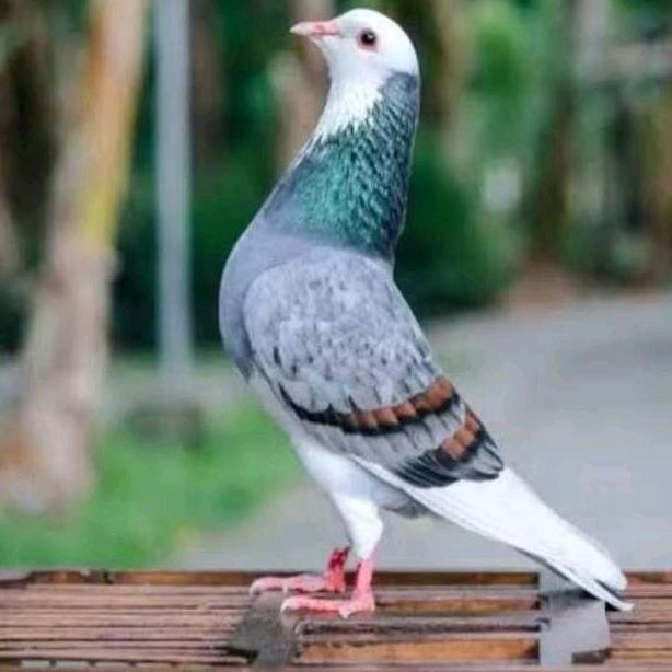 BURUNG DARA/MERPATI TINGGIAN JANTAN
