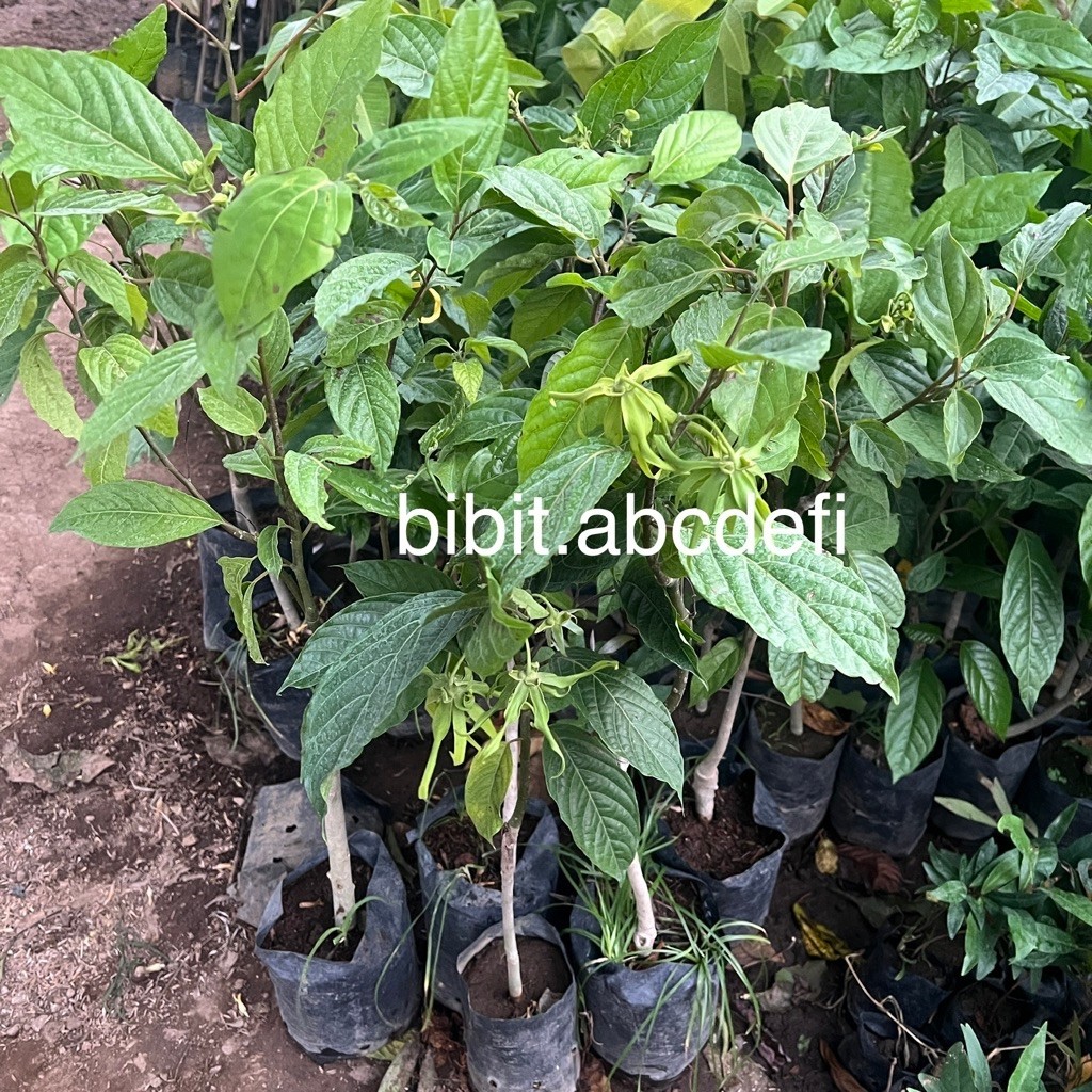 Bunga Kenanga Kuning Super Wangi / Bunga Kenanga
