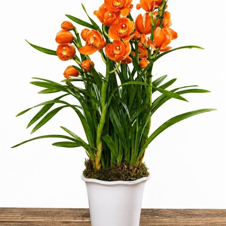 promoo tanaman hias cymbidium - cymbidium oren