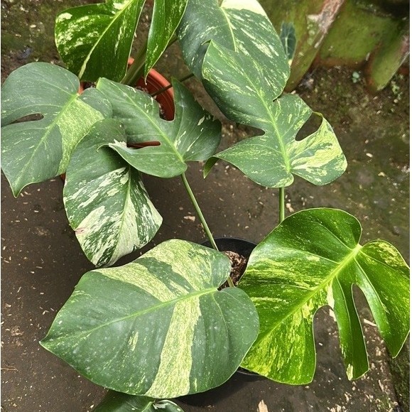 Tanaman Hias Monstera Jungle Mint / Monstera Mint variegata bu yg