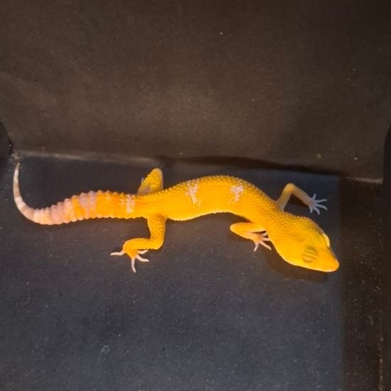 Leopard Gecko Female - Sunglow - Usia Juve Betina Sehat Mulus HG013