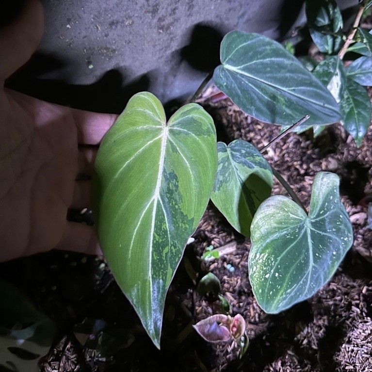 Tanaman Hias Philodendron Gloriosum Variegata aurea marble