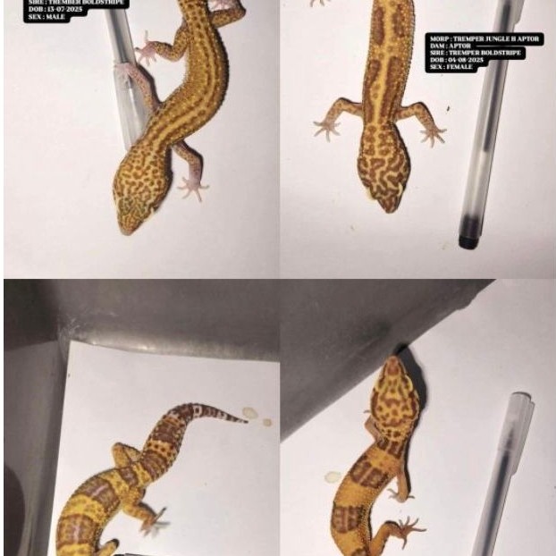 TERLARIS Mainan Gecko Umur 6++ Data Lengkap