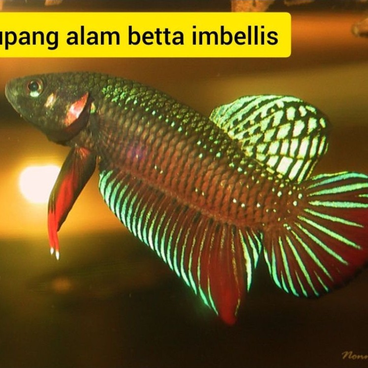 cupang alam betta imbelis 3 pasang 3 jantan 3betina