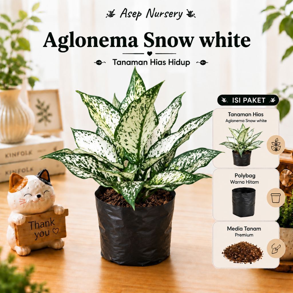 Aglonema Snow White Lokal Tanaman Hias Aglonema Snow White Dewasa BISA COD