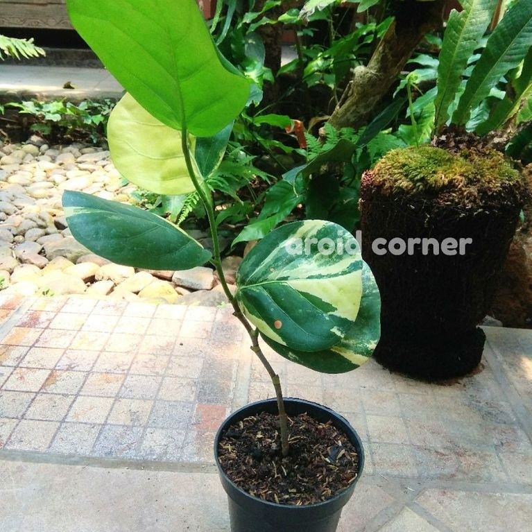 Coccoloba Uvifera Variegata | Pohon Anggur Laut Varigata | Real Picture