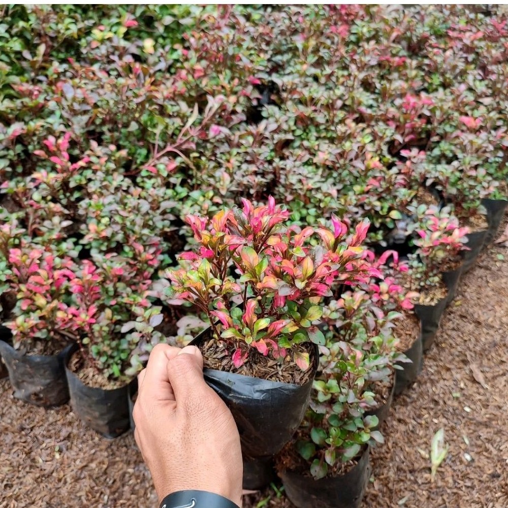 tanaman hias krokot merah tanaman hias krokot kini merah krokot mini merah