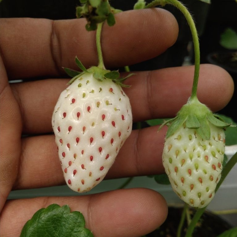 Bibit Strawberry Hatsume Stroberi putih