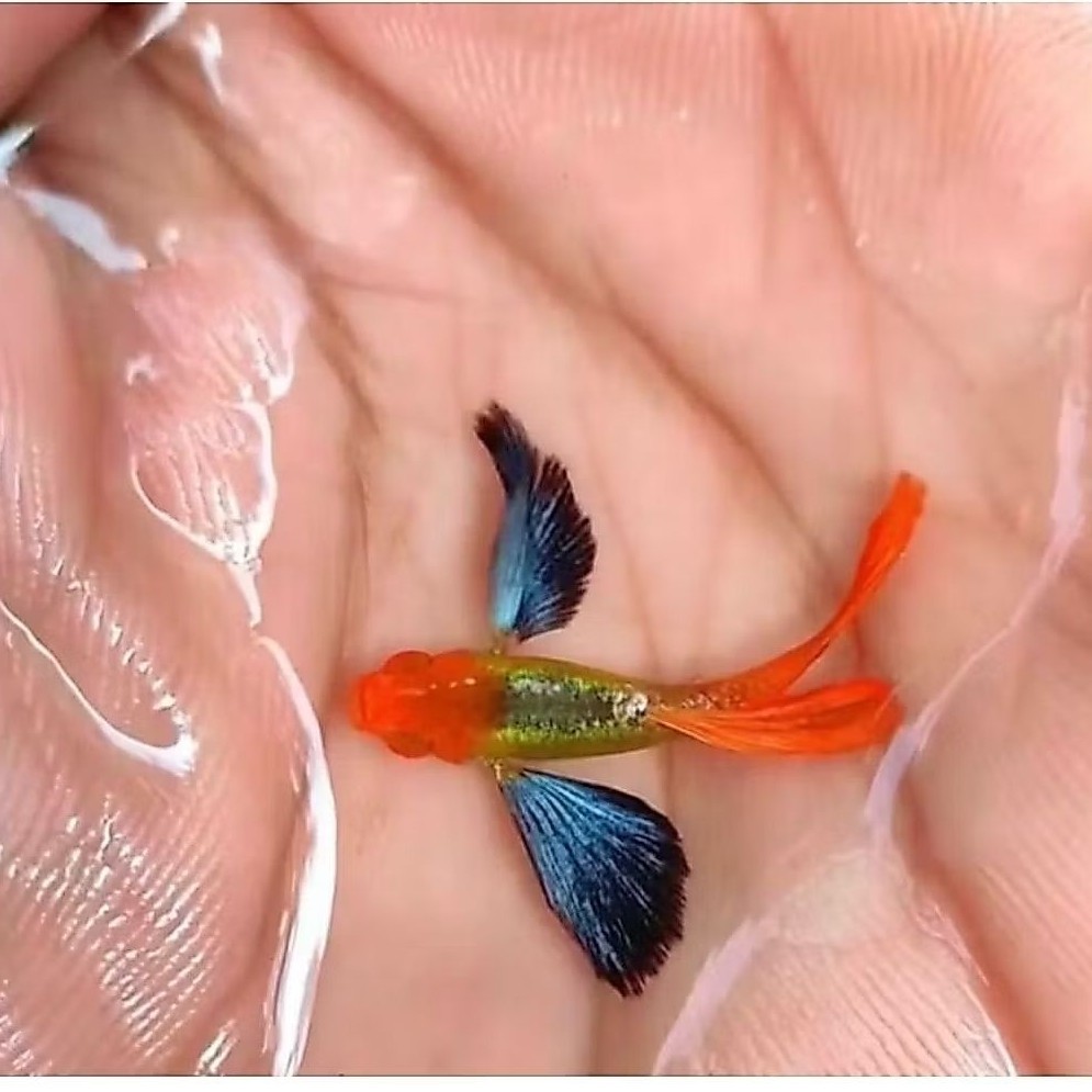 AKSESORIS AQUARIUM PRTDE KOI