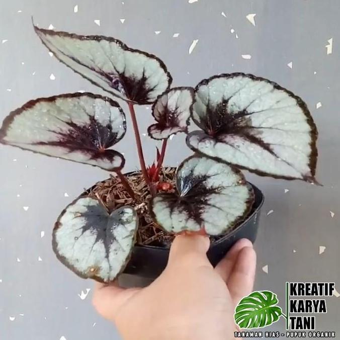 Flower- Begonia Rex Silver - Begonia Silver