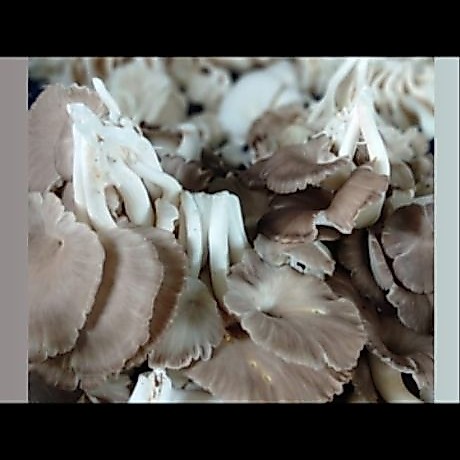jamur Tiram coklat